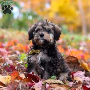 Oliver, Toy Poodle Puppy